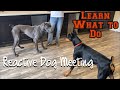 Learn how to let your reactive dog meet other dogs