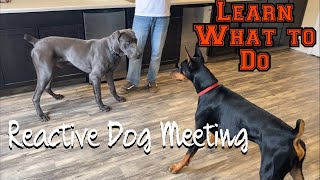 Learn how to let your reactive dog meet other dogs