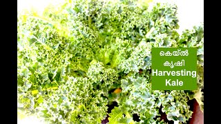 കെയ്ൽ കൃഷി / How to grow organic Kale @home / San Jose, California | USA Malayalam vlog