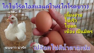 ไก่ไข่โรดขาว เปลือกไข่สีน้ำตาเข้ม เลี้ยงง่าย เชื่อง ไข่เร็วและดกมาก by คำเงินฟาร์ม