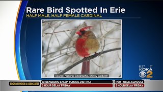 Rare Half-Male, Half-Female Cardinal Spotted