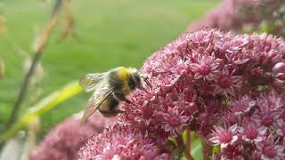 Arukimalane Bombus semenoviellus