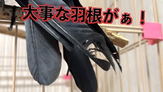 [なんでこうなった？]羽がボロボロになっているカラスのリキ！