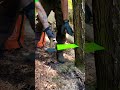 best small tree felling technique for full control 🌴