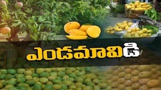 Diseases in Mango Trees \u0026 Its Treatment... మామిడి పుష్పం - పెరుగు, శ్రమ, సమస్యలు మరియు పరిష్కారం?