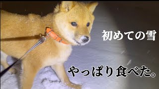 【豆柴】人生初の雪で大はしゃぎ！【# 33】