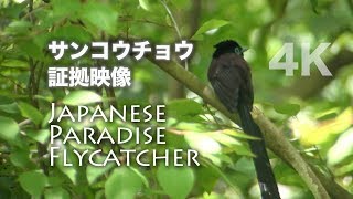 野鳥撮影・ 偶然出会ったサンコウチョウ・証拠映像・4K