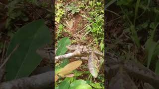 Watch This Patient Lizard #srilanka #wildlife