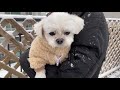 puppies having fun in the rooftop garden where the first snow falls.