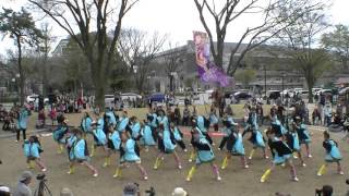 「桜道里」　京都さくよさ2016