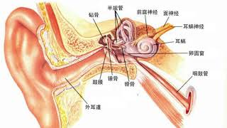 为什么我们的耳朵能听到声音呢？