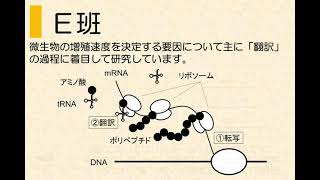 [生明祭] 農学部研究室展示～微生物遺伝学研究室～