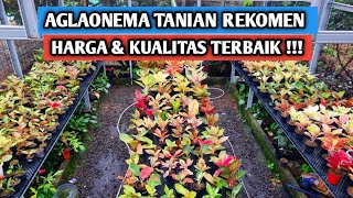 Harga \u0026 kualitas terbaik, aglaonema tanian rekomen !!!