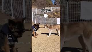 개그듀오가만나면 #셰퍼드 #저먼셰퍼드 #대형견키우기 #germanshepherd #대형견 #shepherd #대형견산책