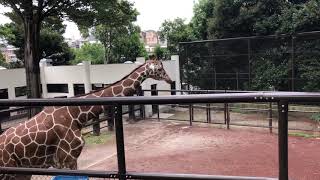 横浜　野毛山動物園　キリン