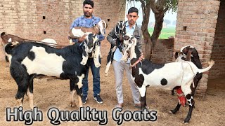 Beetal goat farming के लिए हाई क्वालिटी बीटल ब्रीड के बकरे और बकरियाँ पालकर आप अच्छा मुनाफा कमाएं