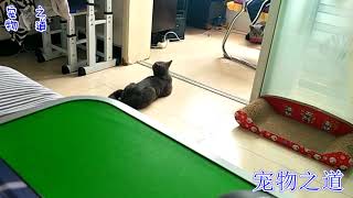 【宠物之道】公猫偷吃猫宝宝零食，被母猫堵阳台不准出来，公猫的表现令人笑翻