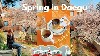 a few days of my life in spring in korea VLOG 🌸 cherry blossoms, bakeries, and cafes in daegu 2022