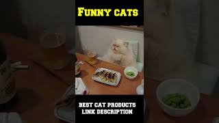 When a fat cat eats food 😃#shorts