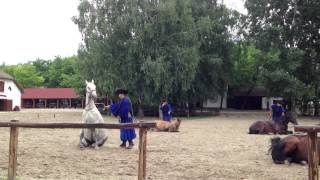 Horse show on a farm in the Hungarian Puszta or prairie.