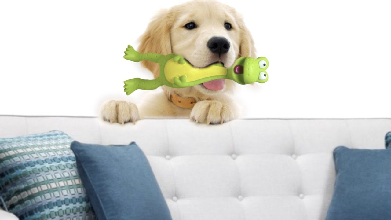 Squeaky Toy Sound Effect Youtube