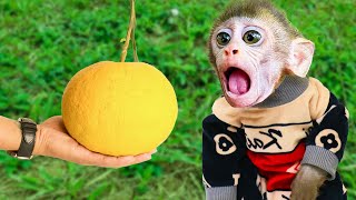 Baby Monkey Su Su Drives Car Chuck Harvests  Fruit on The Farm | Su Su Family