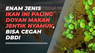 Cegah DBD, Enam Jenis Ikan Ini Cocok Dipelihara untuk Membasmi Jentik Nyamuk