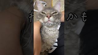 気まぐれな猫 #ラパーマ #子猫 #猫のいる暮らし #穏やかなミンミン