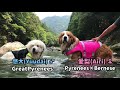 《お友達と川遊び in 奈良》 greatpyrenees ピレバニ