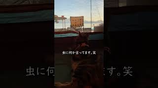 絶景を眺めながらくつろぐネコ【アメショのほっけ】 #猫