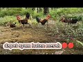 kokok pikat si jengger bikin ayam hutan emosi