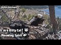 Big Bear🦅I'm A Kitty Cat!😻Meowing Spirit📣2022-05-15