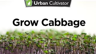 How to Grow Cabbage Shoots Indoors | Urban Cultivator