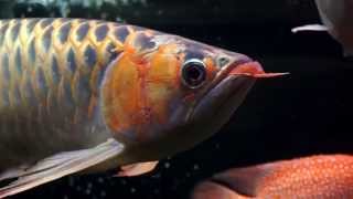 大型魚混泳水槽 -- Tambaqui, RTG/Red/Black/Albino Silver Arowana \u0026 My Hybrid/American Cichlids Comm Tank