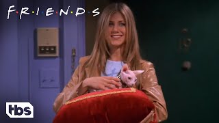 Friends: Rachel Buys An Expensive Naked Cat (Season 5 Clip) | TBS