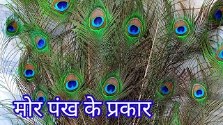 मोर के पंख कितने प्रकार के होते हैं/peacock bird feathers wings video #Shorts