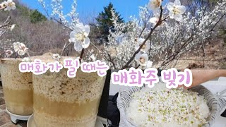 우리술 빚기-15/향온주 빚는 방법으로 매화주 빚기/꽃향인지 술 향인지 그윽한 매화향 품은 매화주/