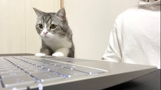 相手にされずに寂しくてズームに乱入しちゃった猫がこちらです笑