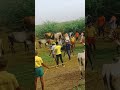 jallikattu love #trandingshorts #tranding #jallikattu #jallikattutraining #jallikattukalai