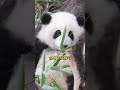 花花：别人都是我胖 😉 he hua waiting for dad nanny to take her home panda hehua【大熊猫和花】 shorts