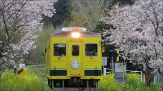 【トロッコ列車】菜の花と桜、小湊鉄道トロッコ列車といすみ鉄道の旅