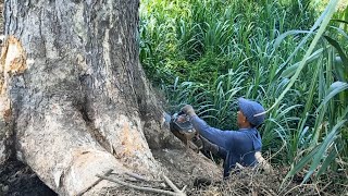 Membangunkan pohon Trembesi besar dari tebing yang curam