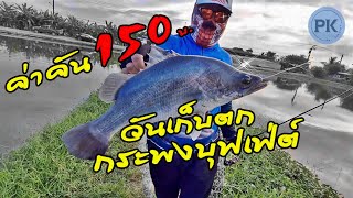 กระพงบุฟเฟ่ต์ วันเก็บตกน้ำสุดท้าย #กัดดีมาก!! ค่าคัน 150 ฿ บ่อ Fishing-one คลอง11 หนองจอก