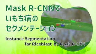 【デモ動画】Mask R-CNNでいもち病のセグメンテーション