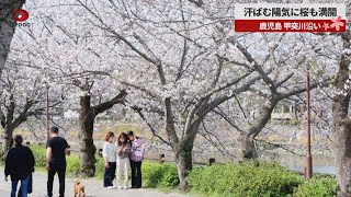 汗ばむ陽気に桜も満開 鹿児島、甲突川沿い