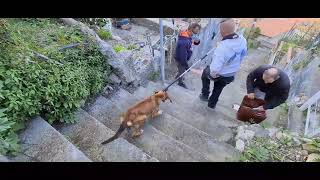 Taormina, operazione salvataggio cane maltrattato (video integrale)