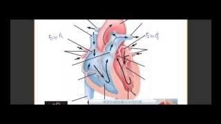 國一生物_心臟各部名稱【莫斯利國中自然科學】【國中生物】