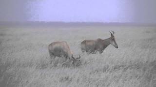 Hartebeest