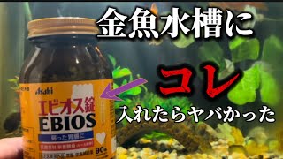 金魚にエビオス錠を与えたらヤバかった#金魚#アクアリウム水槽