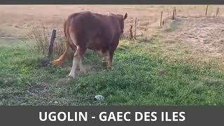 LOT 8   UGOLIN   GAEC DES ILES